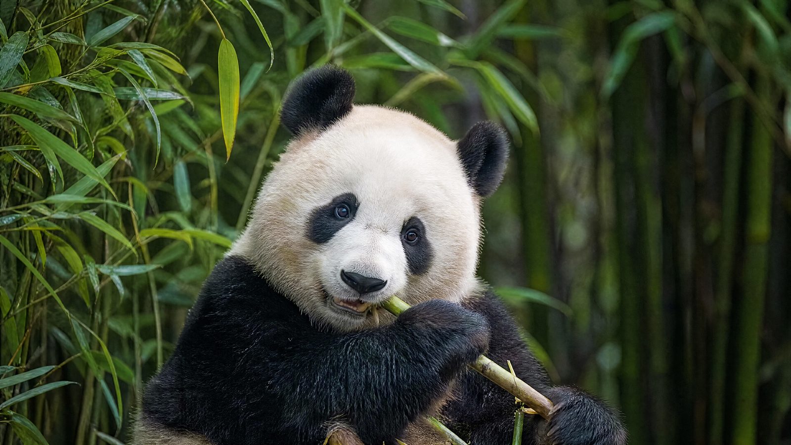 Base de Pandas Gigantes